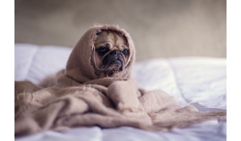 Reprehenderit minus vel nihil.