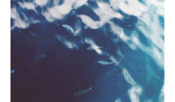 Sunt soluta dolores eum ex omnis animi sed quas vitae est delectus.